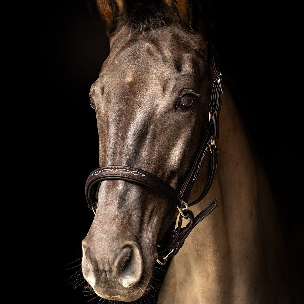 ProPresicce Softy Leather Head Collar by Hy Equestrian image 4